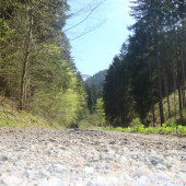 cesta