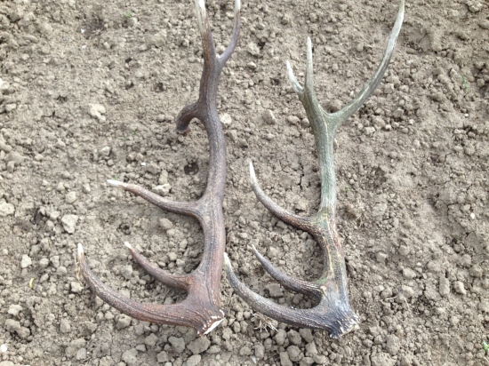 12 toraky z jedneho jelena