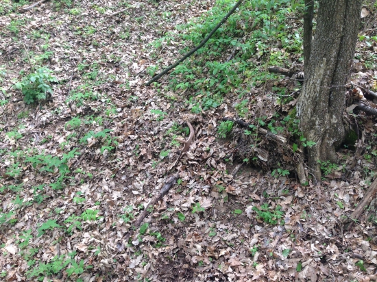 lopatka, provy pohlad