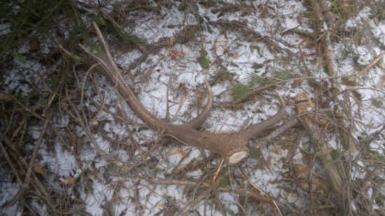 zaujimavá kalichovitá koruna:)