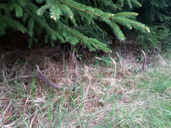 ...a para z druheho parožia do zbierky:)