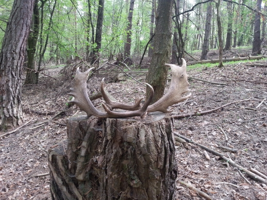 zmena chuti na dancie lopatky:)