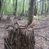 zmena chuti na dancie lopatky:)