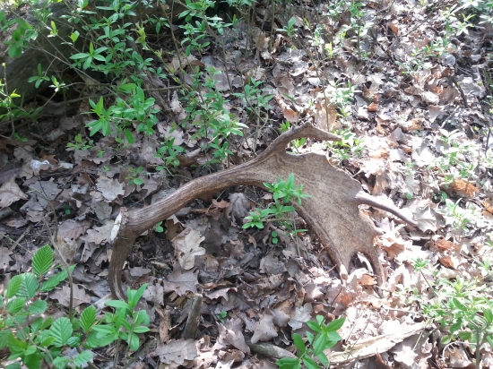 hmmm...skoro som ju zašlapol:)