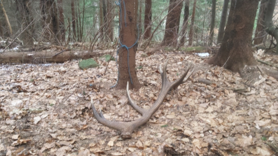 druhy do páru z MDŽ