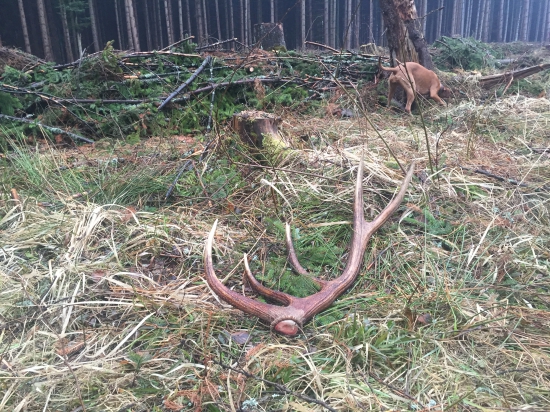 10/16 dobrý paroh✊