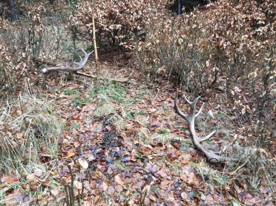 Sestnástorák nepravidelný