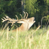 Neparny 20-torak 2.fotka