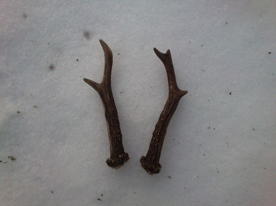 Moja prva para zo srnca