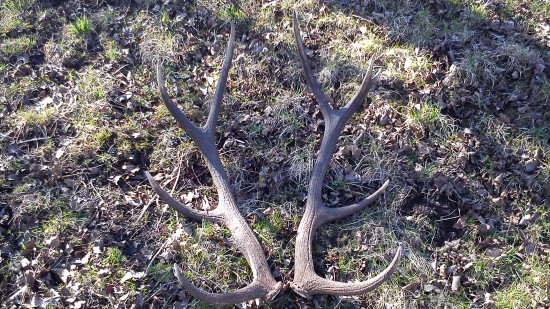 včerajšia prechádzka