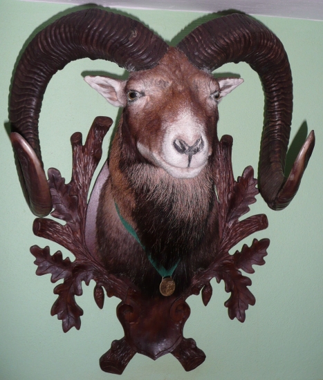 Zlatý muflon.