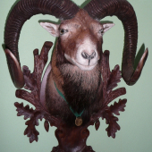 Zlatý muflon.
