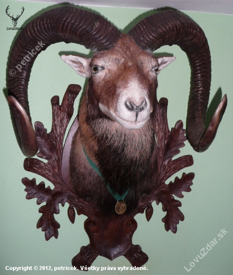 Zlatý muflon.