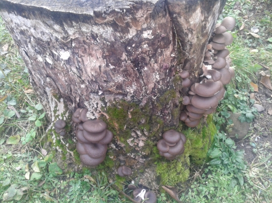 hlivy na starom pni orecha