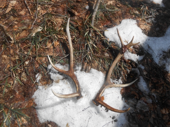 z minuleho roku  zvlastna para