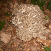 barania hlava