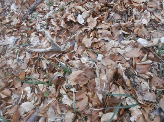 skoro som ho nezbadal