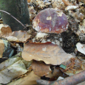 a dalsi