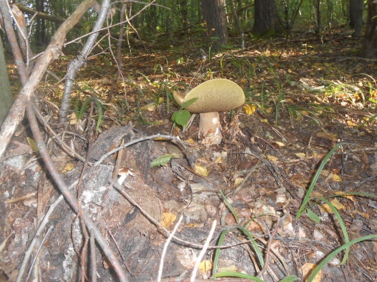 jeden z tych poslednych