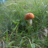 fešak