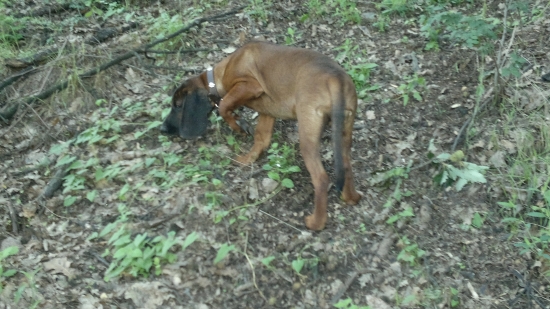 v agatovom lese s asanom na prechadzke,,,