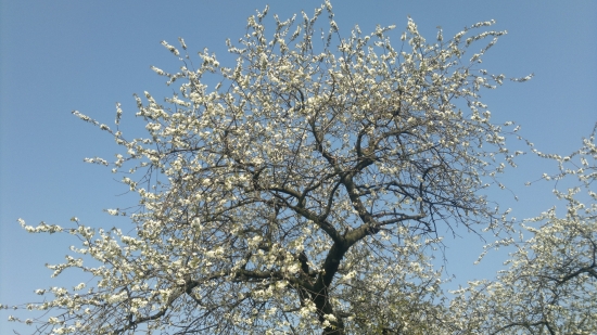 ceresna