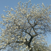 ceresna