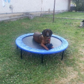asan na trampoline