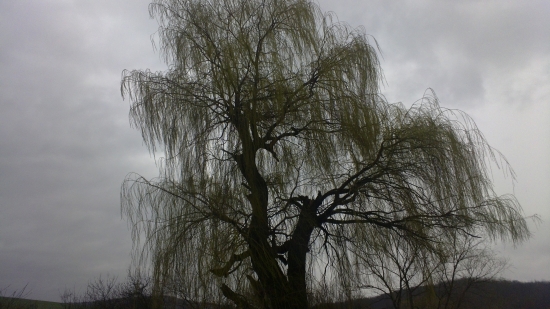 Sutna vrba,podvecer