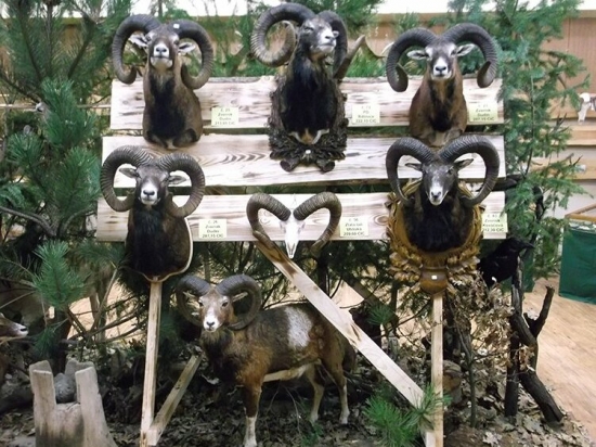 Levicke polovnicke dni,,,