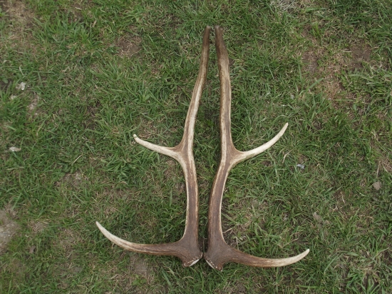 dnešná ranná  para