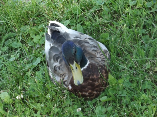 káčer