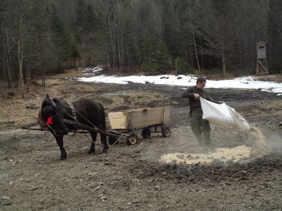 Prikrmovanie s koníkom