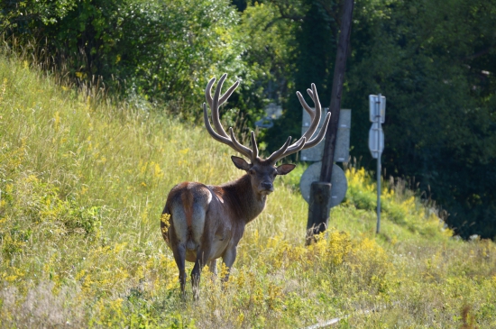 Stále mu chutí naša jabloň
