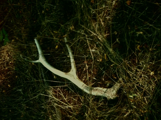 Ďalšia prechádzka lesom