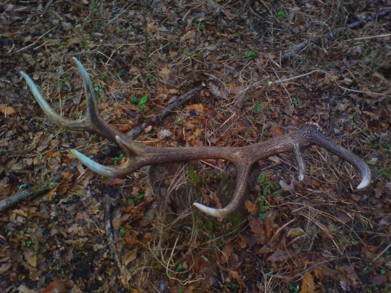 Zasa sa pošťastilo..