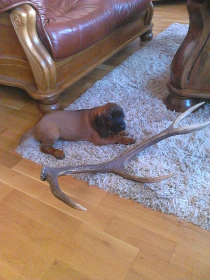 HEXA spod Oblika Gebirgsschweisshund