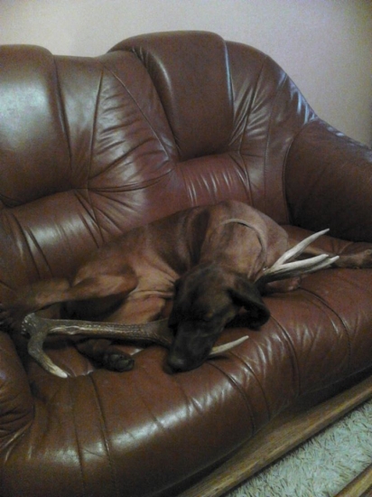 HEXA spod Oblika Gebirgsschweisshund