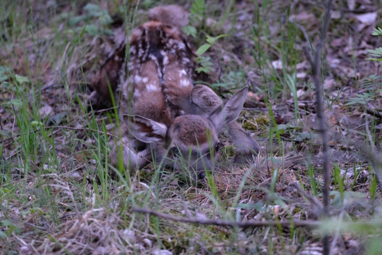 bambi