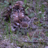 bambi