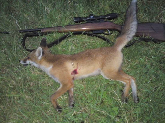 lišča