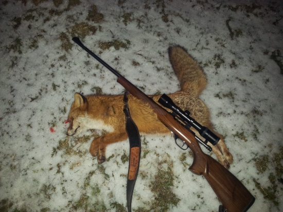 Lišiak vs. Hornet