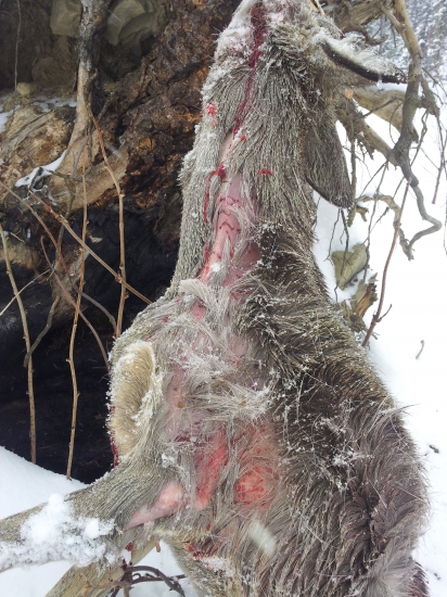 rysy seno nezeru....