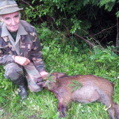 Diviača