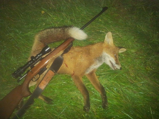 Lisiak vz hornet
