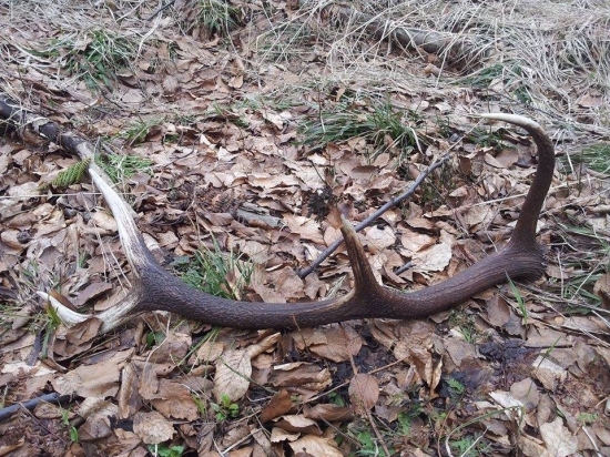 Osmorák s Javorského.