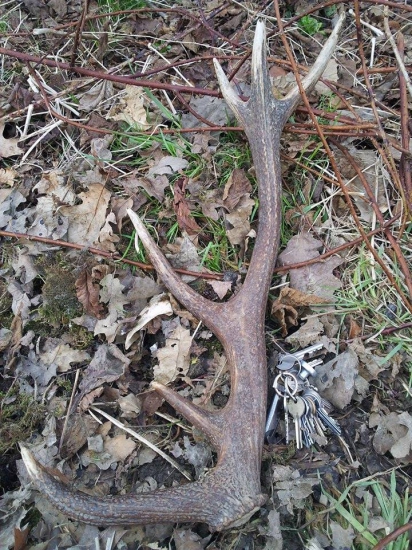 Ďalší mladý jeleň s Javorského.