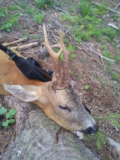 Môj srnec III. v.t., 6 r., 7/2015