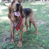 Lučenec - Medzinárodná výstava