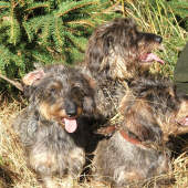 To je ale horúčava